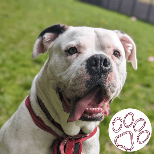 Rescue Dog 3